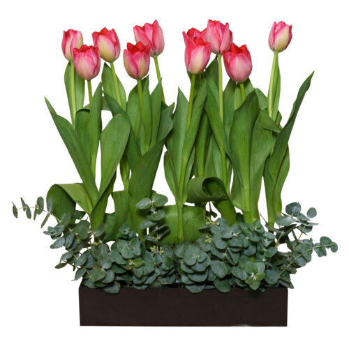 Tulipanes en caja